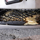 Feldhase nach Kollision mit Pkw eingeklemmt