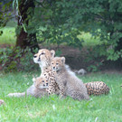 ZooSBG_Ausflug_Geparden_Familie1.jpg