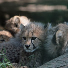 ZooSBG_Gepardennachwuchs_Knaeul.jpg