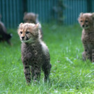 ZooSBG_Gepardennachwuchs_Maedchen.jpg