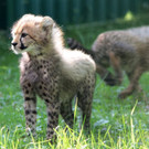 ZooSBG_Gepardennachwuchs_Maedchen1.jpg