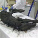 Pferde-Fossil in Russland entdeckt