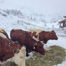 Schnee_Salzburg20180826003.jpg