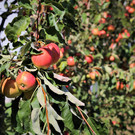 IMG_9077.JPG