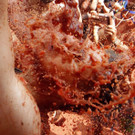 Spain_Tomato_Fight_95252.jpg