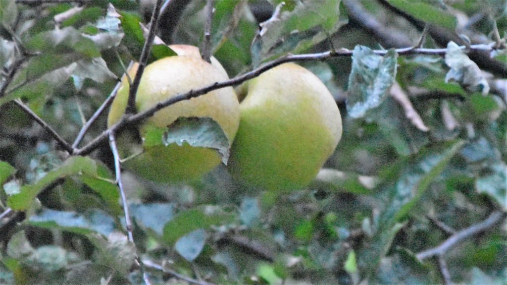DSC_0961.JPG