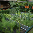 Hard Wild G DSC01823.JPG