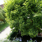 Hard Wild G DSC01828.JPG