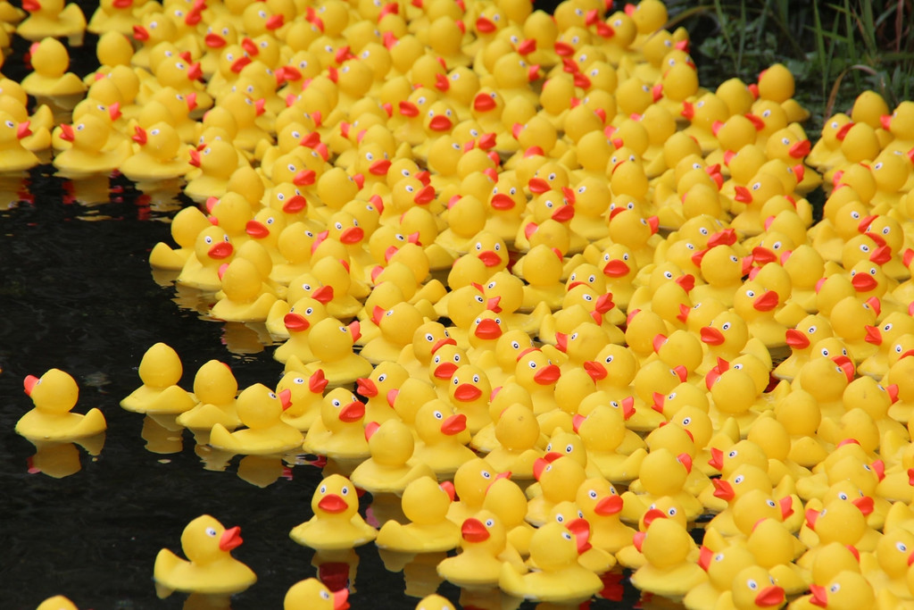 Duck Race 11.jpg
