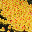 Duck Race 11.jpg