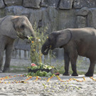 Elefanten-Geburtstag in Schönbrunn