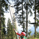 Weisstannenzapfenernte014.jpg
