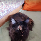 Katze Luna