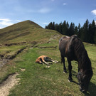 Fohlen Surprise auf der Hohen Kugel geboren