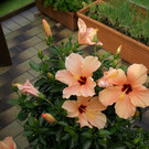 H__chst Wohlleib G DSC01871.JPG