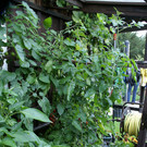 Kennelbach Lischka G DSC01771.JPG