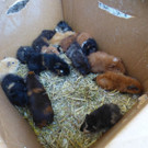 Meerschweinchen-Babys in Fridolfing ausgesetzt
