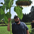 Sonnenblumen II cgnhmn 