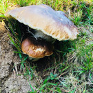 Pilze haben Hochsaison Vorarlberg: Fotos von erfolgreichen Sammlern