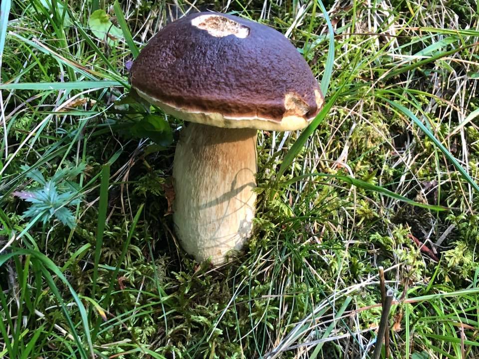 pilze3.jpg
