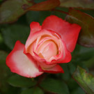 Lustenau K__nig Irmi G DSC01885.JPG