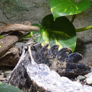 Stirnlappenbasilisken in Hellbrunn