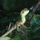 ZooSBG_Stirnlappenbasilisk_Jungtier.jpg