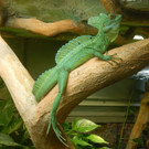ZooSBG_Stirnlappenbasilisk_Maennchen.jpg