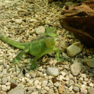 ZooSBG_Stirnlappenbasilisk_Weibchen.jpg