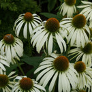 Lustenau Rhomberg G DSC01897.JPG