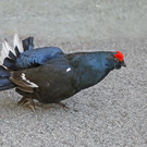 Birkhahn1.jpg