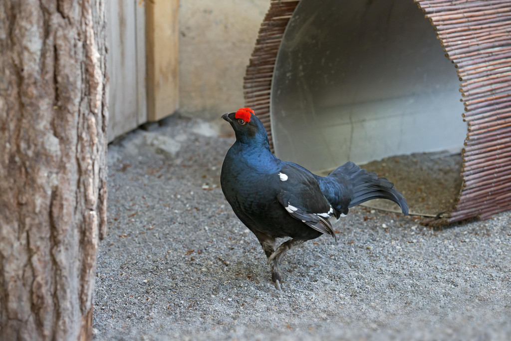 Birkhahn2.jpg