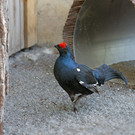 Birkhahn2.jpg