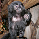 Springtamarin-Nachwuchs im Haus des Meeres