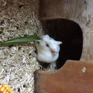 Meerschweinchen