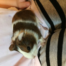 Meerschweinchen