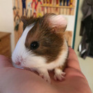 Meerschweinchen