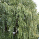 DSC_0061.JPG