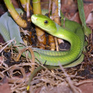 Grüne Mambas im Haus der Meeres