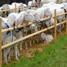 Schaf 7 n.jpg
