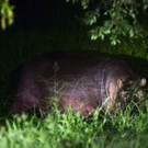 AFP_CH6FC.jpg
