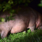 AFP_CH6F5.jpg