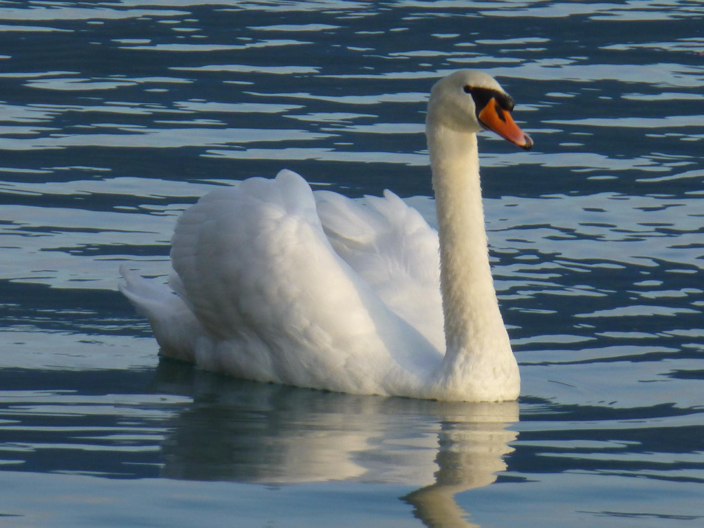 P1090023.JPG