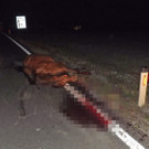 Zwei Pferde bei Unfall getötet
