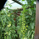 Kennelbach Lischka G DSC01768.JPG