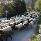 Garnera3.JPG