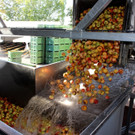 Prinz TAG DES OBSTES Obsthof Leiblachtal 28-09-2018 _20_.JPG