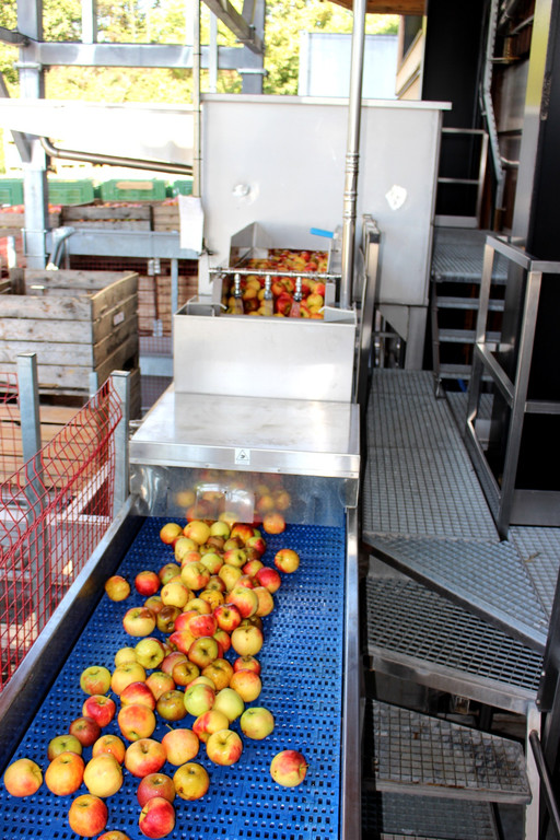 Prinz TAG DES OBSTES Obsthof Leiblachtal 28-09-2018 _15_.JPG
