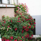 Wolfurt Tscherna G DSC01778.JPG