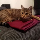 Mila in Nenzing vermisst